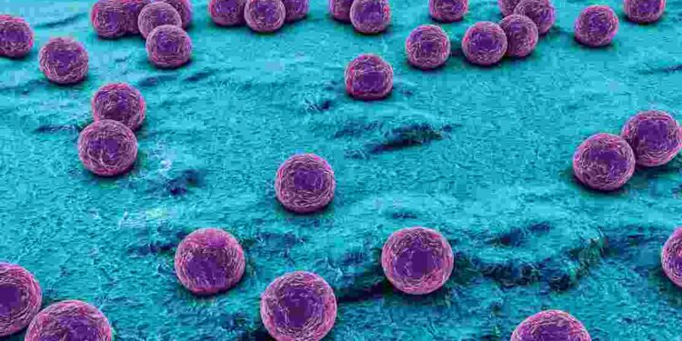 Staphylococcus aureus. Görsel kaynağı: Shutterstock