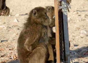 Vahşi Babunlar Aynada Kendilerini Fark EdemiyorBasın Bildirisi