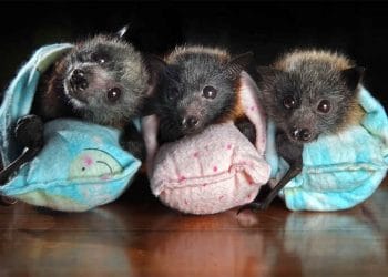 Yarasa Yavruları Bebekler Gibi AguluyorÇeviri