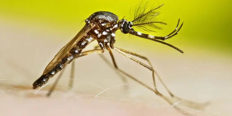 Aedes aegypti gibi erkek sivrisinekler normalde nektarla beslenir, ancak yeni deneyler, düşük nem koşullarında bazılarının kan içebileceğini ortaya koydu. Görsel kaynağı: sciencenews.org