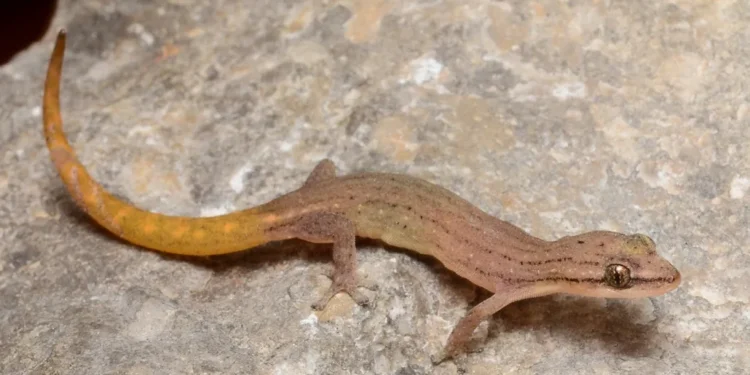 Hemiphyllodactylus gekoları, bu yeni bulunan ve kendine özgü turuncu kuyruğu olan bu tür gibi, ince yapılı vücutlarıyla bilinir. Khpoh İnce Gekosu olarak adlandırılan bu tür, Kamboçya'daki bir karst kayalığının dibinde bulundu ve yakında Zootaxa dergisinde yayınlanacak bir makalede tanımlanacak. Görsel kaynağı: L. Lee Grismer