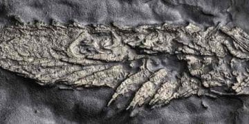 450 Milyon Yıllık ‘Altın’ Fosil, Bir Eklem Bacaklı Atasına Dair Önemli Bilgiler SunuyorÇeviri 