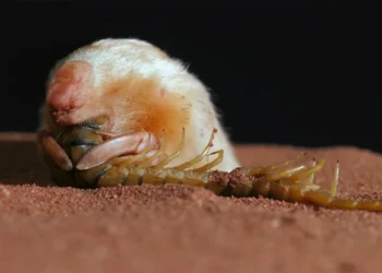 Yeraltının Gizemli Kazıcısı: Hem Köstebek Hem Keseli!Basın Bildirisi