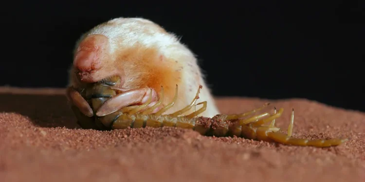 Bu Avustralya köstebeği, bir kırkayak yerken görülüyor. Görünüş olarak Güney Afrika'nın altın köstebeğine benzese de, aslında dünyadaki diğer köstebeklerden ziyade kangurularla akrabadır. Görsel kaynağı: Mike Gillam/Auscape