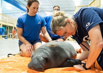 Yetim Deniz İneklerini Rehabilite Etme MisyonuÇeviri