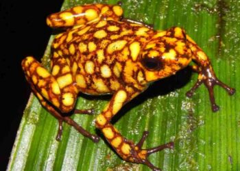 Zehir Yiyen Bakteriler, Zehirli Ok Kurbağalarının Derisinde YaşayabilirBasın Bildirisi 