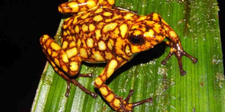 Zehir Yiyen Bakteriler, Zehirli Ok Kurbağalarının Derisinde YaşayabilirBasın Bildirisi 