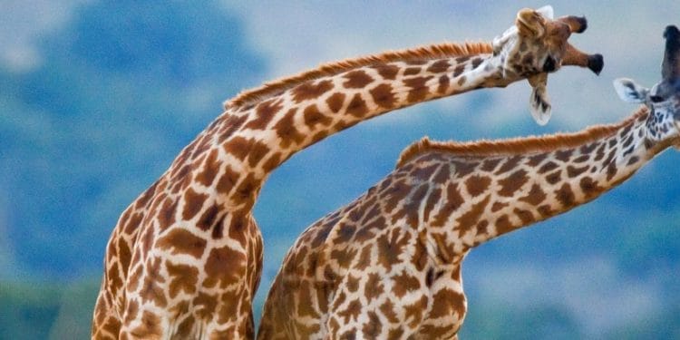 Zürafaların Boyunları Neden Uzun? İşte Evrimsel NedeniÇeviri 