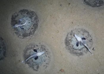 Kutup Araştırmacıları, Dünyanın En Büyük Balık Üreme Kolonisini KeşfettiÇeviri