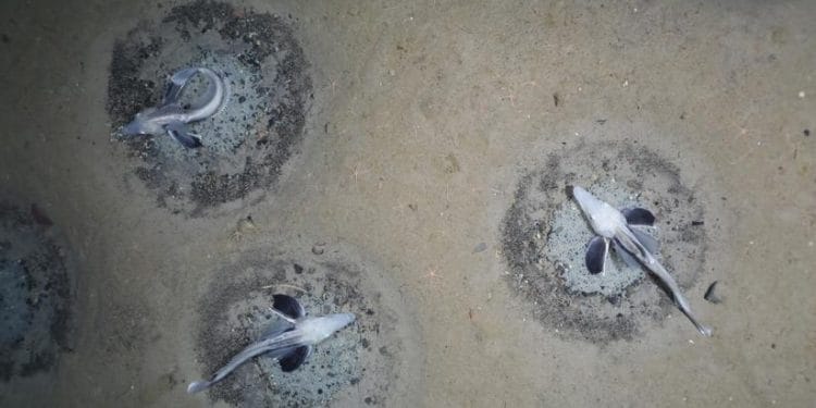 Alfred Wegener Enstitüsü'nden bir araştırma ekibi, Güney Antarktika Weddell Denizi'nin tabanında, buz balığı Neopagetopsis ionah türüne ait 10.000'den fazla yuvayı bir kamera sistemiyle kaydetti. Balık yuvalarının yoğunluğu ve alan büyüklüğüne ilişkin analizler, yaklaşık 60 milyon aktif üreyen balık olduğunu gösteriyor. Bu, dünya çapında şimdiye kadar tanımlanmış en büyük balık kolonisi olarak kaydedildi. Görsel kaynağı: Discovery