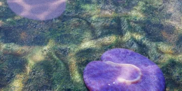 Deniz Roomba’sı: Yarım Milyar Yıllık Ve Bilinen En Eski Asimetrik HayvanÇeviri 