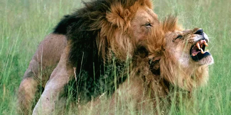 Görsel kaynağı: nbcnews.com