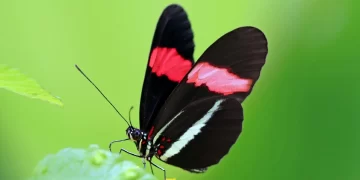 Kelebek Beyinleri Bilişsel İnovasyon İçin Gereken İnce Ayarları Ortaya KoyuyorBasın Bildirisi 