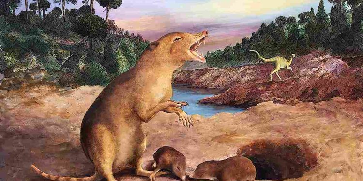 Brasilodon quadrangularis'in illüstrasyonu Görsel kaynağı: Anatomical Society/Wiley