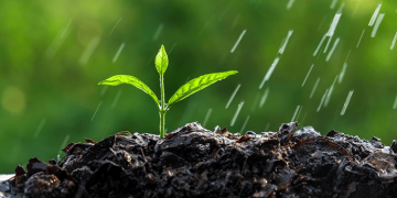 Yağmur Yağdıktan Sonra Toprak Neden Kokar? Petrikor Nedir?Özgün 